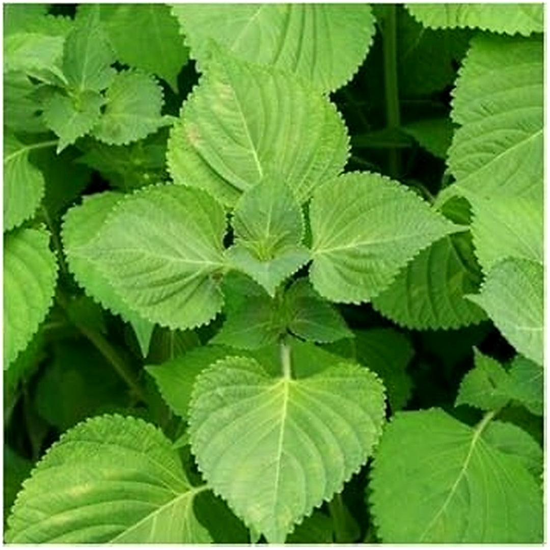 Green Shiso Plant Seeds for Planting [neera-v5-d56cac575f961d2668ca]