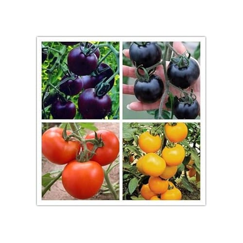 Mixed Color Tomato Seeds for Planting [neera-v5-d57072b47507a4bc62ed]