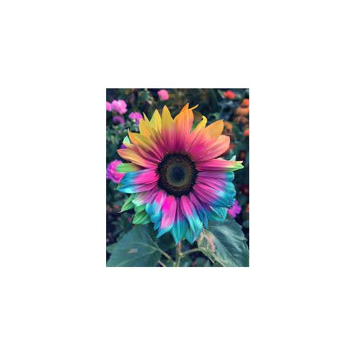 Rainbow Sunflower Seeds for Planting [neera-v5-d5811871be8db1439696]