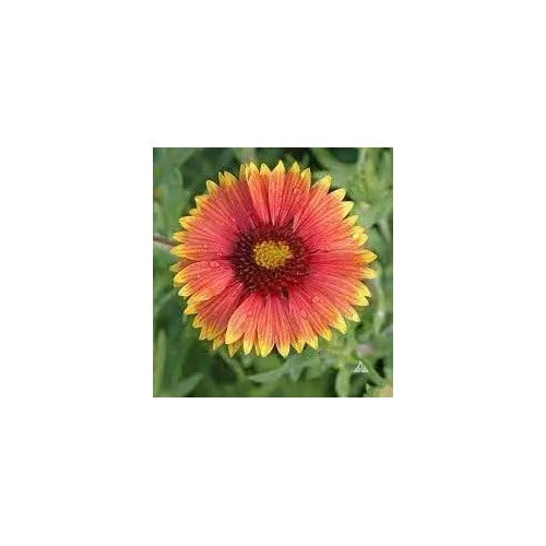 Indian Blanket Wildflower For Planting Non Gmo Flower Seeds for Home Garden Planting, Lush Organic [neera-v5-d583c9ee8458a62db7a2]