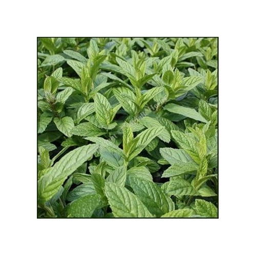 Spearmint Vegetable Seeds for Planting | Heirloom, Non-GMO, High Germination Organic Garden Seeds [neera-v5-d588ca937e92f359b728]