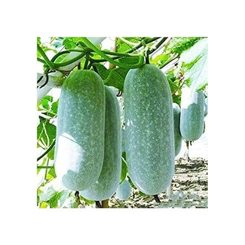 Asian Winter Melon White Ash Gourd Seeds for Planting [neera-v5-d5aae773f418102e464c]