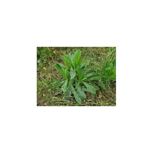 Wild Lettuce Plant Seeds for Planting [neera-v5-d5ac1bd38ede1b7c5454]