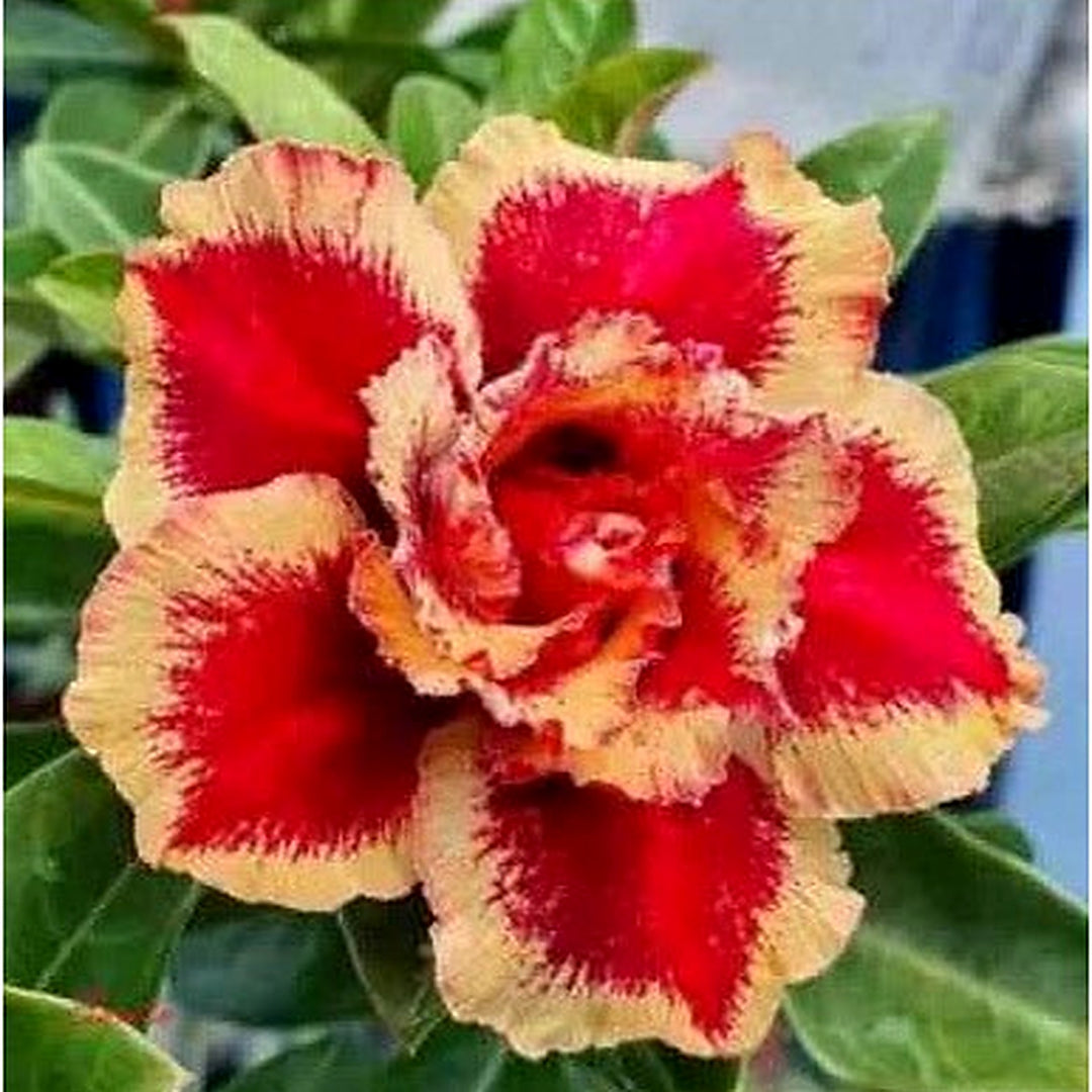 New Adenium Obesum Desert Rose Santa Heirloom Non Gmo Flower Seeds Home Garden Planting, [neera-v5-d5b47923dacd8fd8f034]