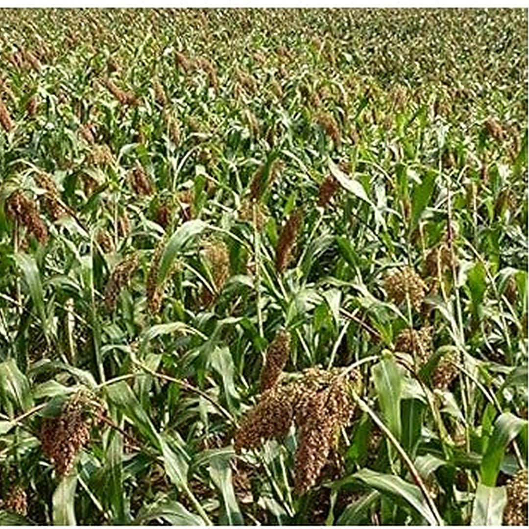 Green Sorghum Plant Seeds for Planting [neera-v5-d5bbc01ffcb9d9d8464d]