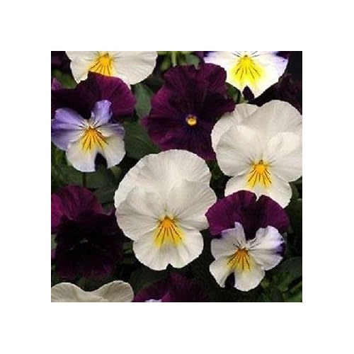 Purple White Pansy Seeds for Planting | Heirloom, Non-GMO, Organic Charming Blooms [neera-v5-d5bdff2d9d566db8b3b6]