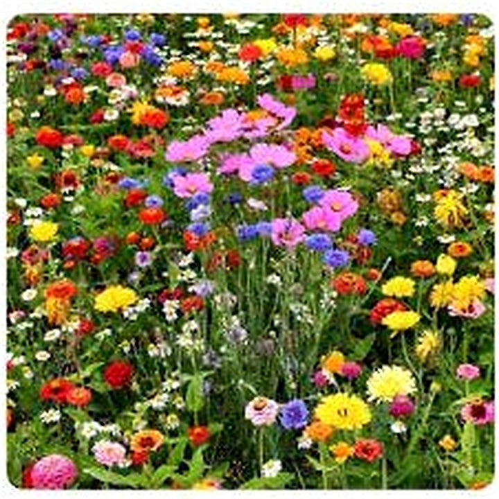 Mix Apple Blossom Flower Seeds for Planting [neera-v5-d5c352fb3c304677320f]