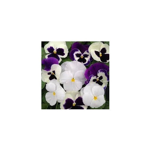 Heirloom Non-GMO Cream Purple Pansy Flower Seeds [neera-v5-d5c9701c232786b29689]