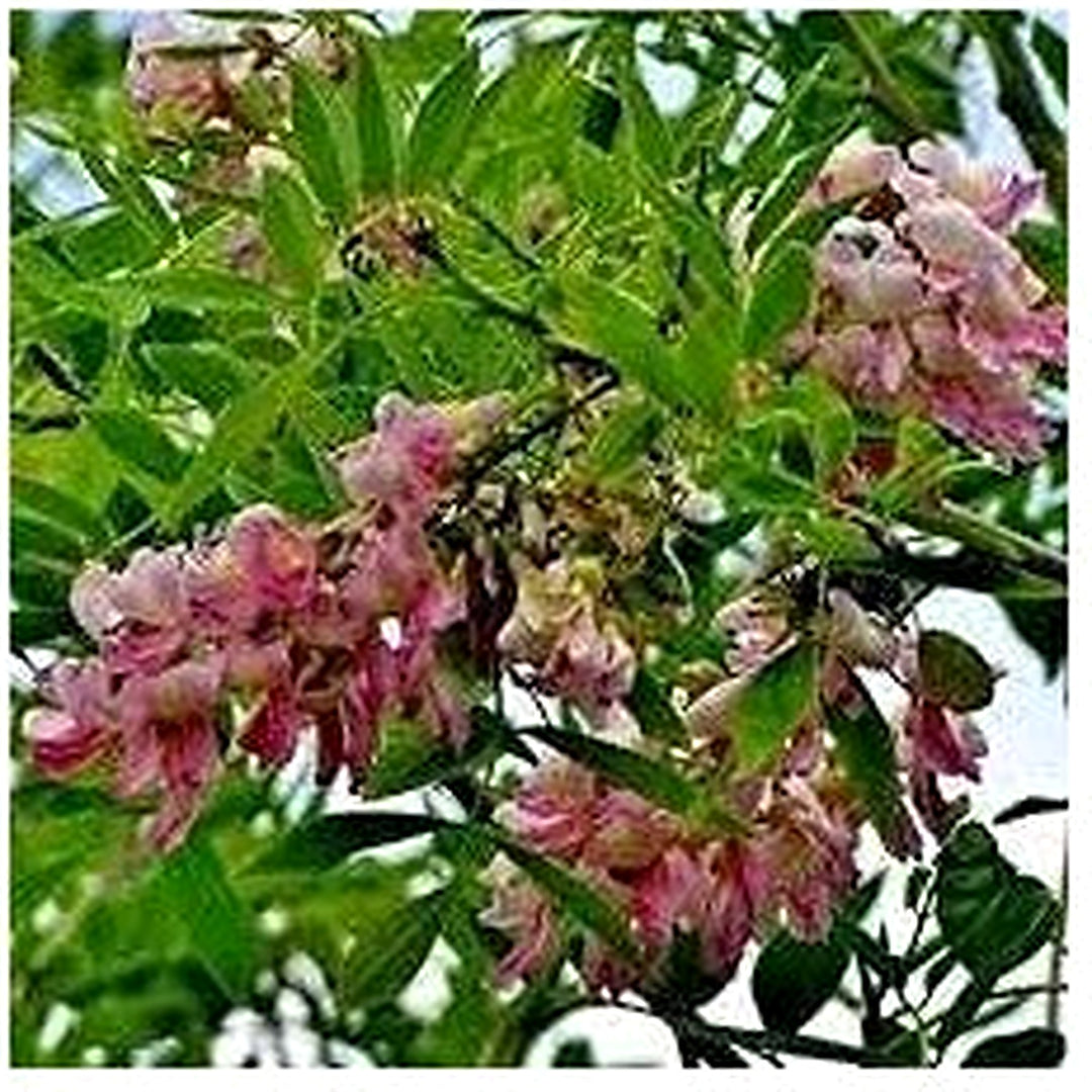 Gliricidia Sepium Planting Non Gmo Heirloom Tree Flower Seeds for Home Garden Planting, Lush [neera-v5-d5ca7e325b69ea171b4c]