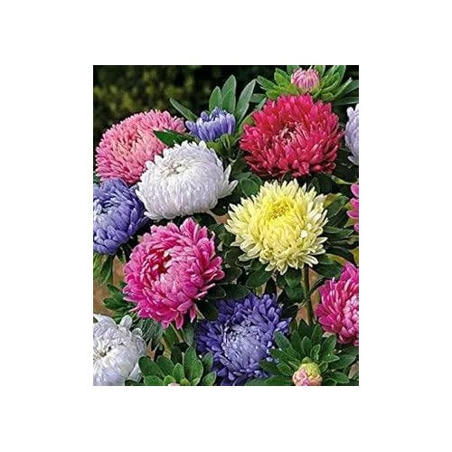 Heirloom Non Gmo Mixed Chinese Aster Flower For Planting Vibrant Colorful Garden Blooms Flower [neera-v5-d5cc6b035b8ae46e3521]