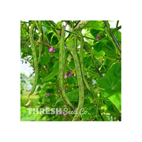 Rattlesnake Beans Vegetable Seeds for Planting [neera-v5-d5cfd407f3bb13cfa754]