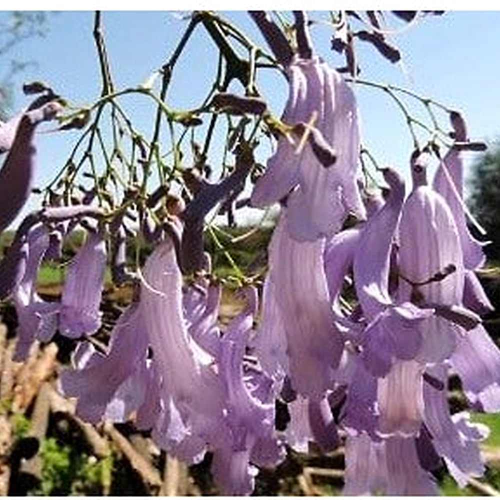 Heirloom Non-GMO Lavender Jacaranda Flower Seeds for Garden Planting | High Germination Organic Garden Seeds [neera-v5-d5e02298367c9abbbc26]