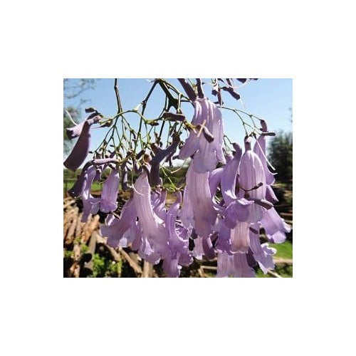 Heirloom Non-GMO Lavender Jacaranda Flower Seeds for Garden Planting | High Germination Organic Garden Seeds [neera-v5-d5e02298367c9abbbc26]