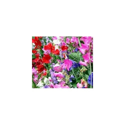 Heirloom Non-GMO Sweet Peas Flower Seeds [neera-v5-d5ef5efed7831b8c4b16]