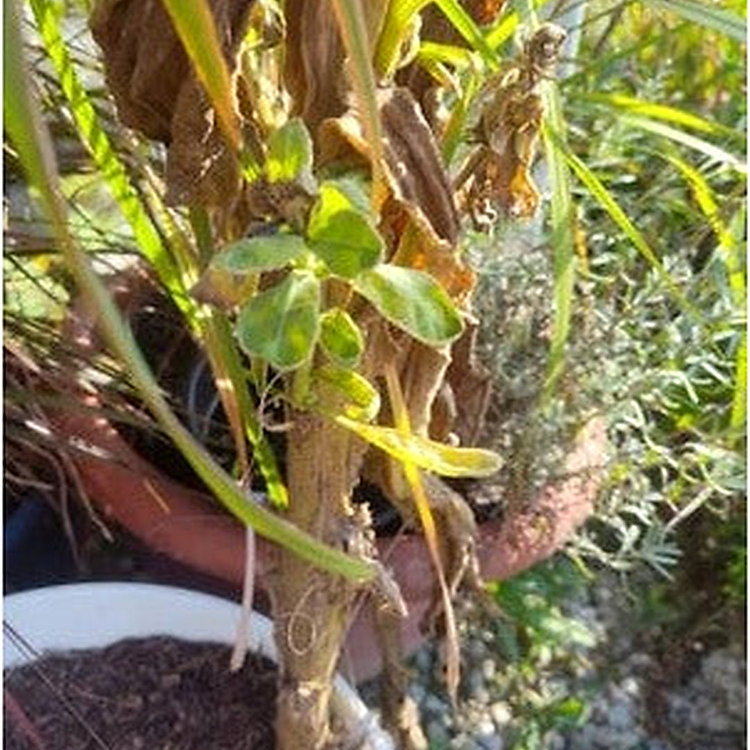 Great Mullein Planting Verbascum Thapsus Heirloom Organic Non Gmo Flower Seeds Home Garden [neera-v5-d5f4f726fe331dbe07e7]