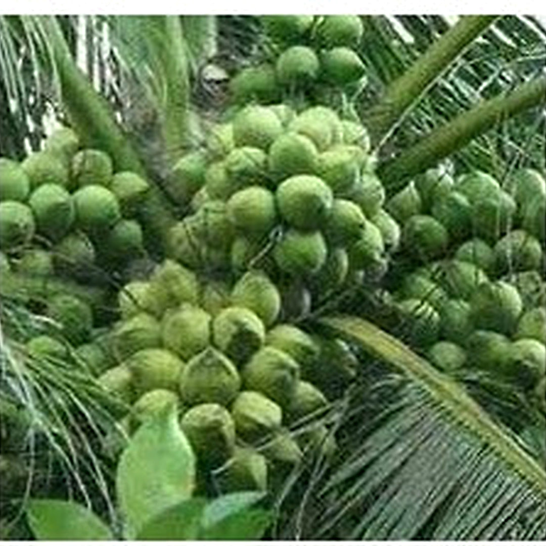 Tall Coconut Tree Seeds for Planting [neera-v5-d5fd65f22648498c7620]