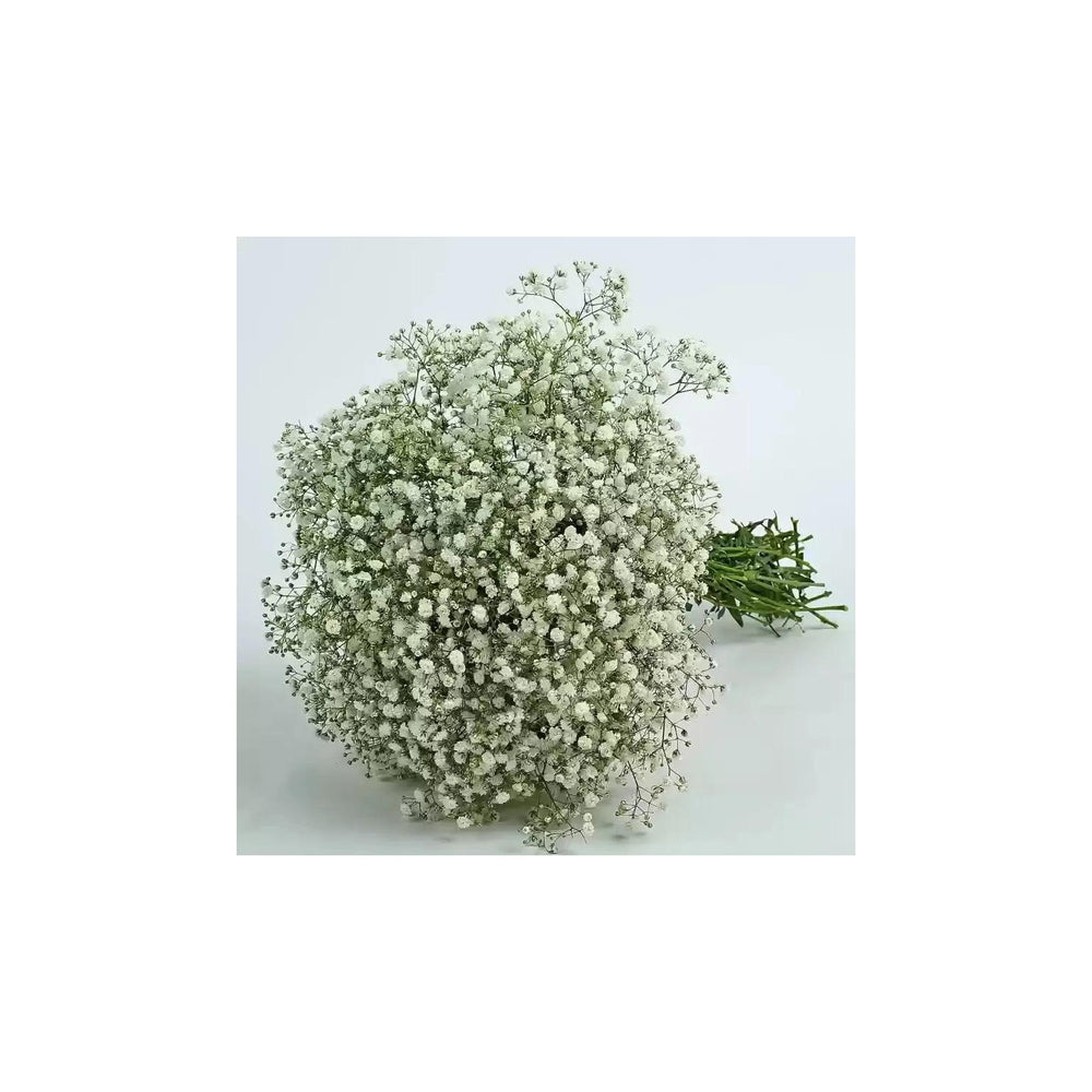 Peach Gypsophila Flower For Planting Non Gmo Flower Seeds for Home Garden Planting, Landscape [neera-v5-d60abf5c1099f17ea92f]
