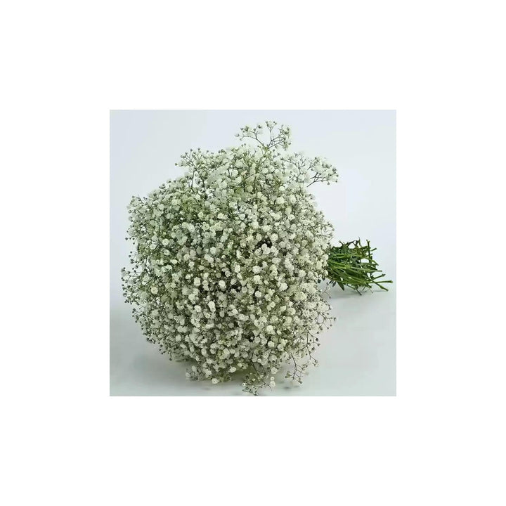 Peach Gypsophila Flower For Planting Non Gmo Flower Seeds for Home Garden Planting, Landscape [neera-v5-d60abf5c1099f17ea92f]