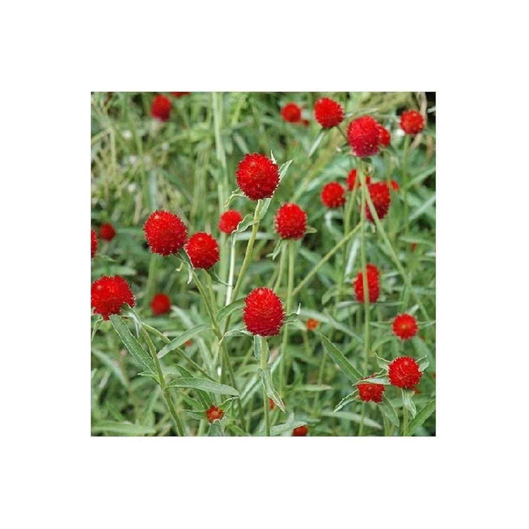 Globe Amaranth Beautiful Indoor Herb Flower Flower Seeds for Home Garden Planting, Blooming Organic [neera-v5-d61dda61ff749f25851c]