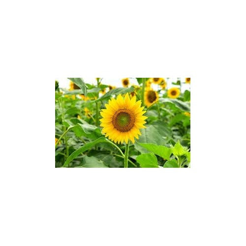Sunflower Flower Seeds Heirloom Non GMO Planting [neera-v5-d62093ff0fdfab656174]