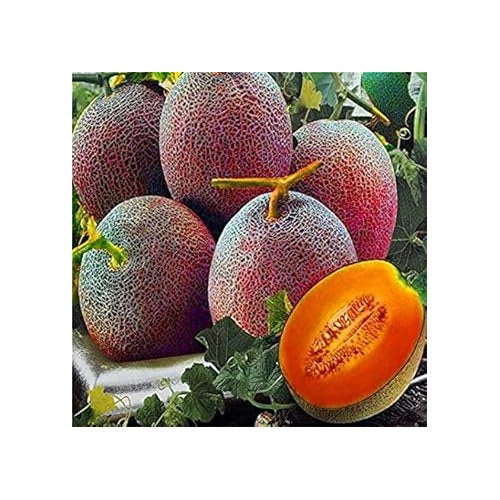 Red Cantaloupe Fruit Seeds for Planting [neera-v5-d6219f62cdd98f377595]