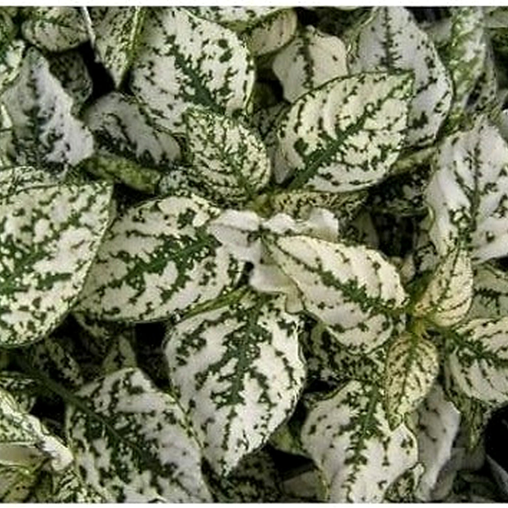 White Green Hypoestes Polka Plant Seeds for Planting [neera-v5-d62f8f8f19b938b72a5a]