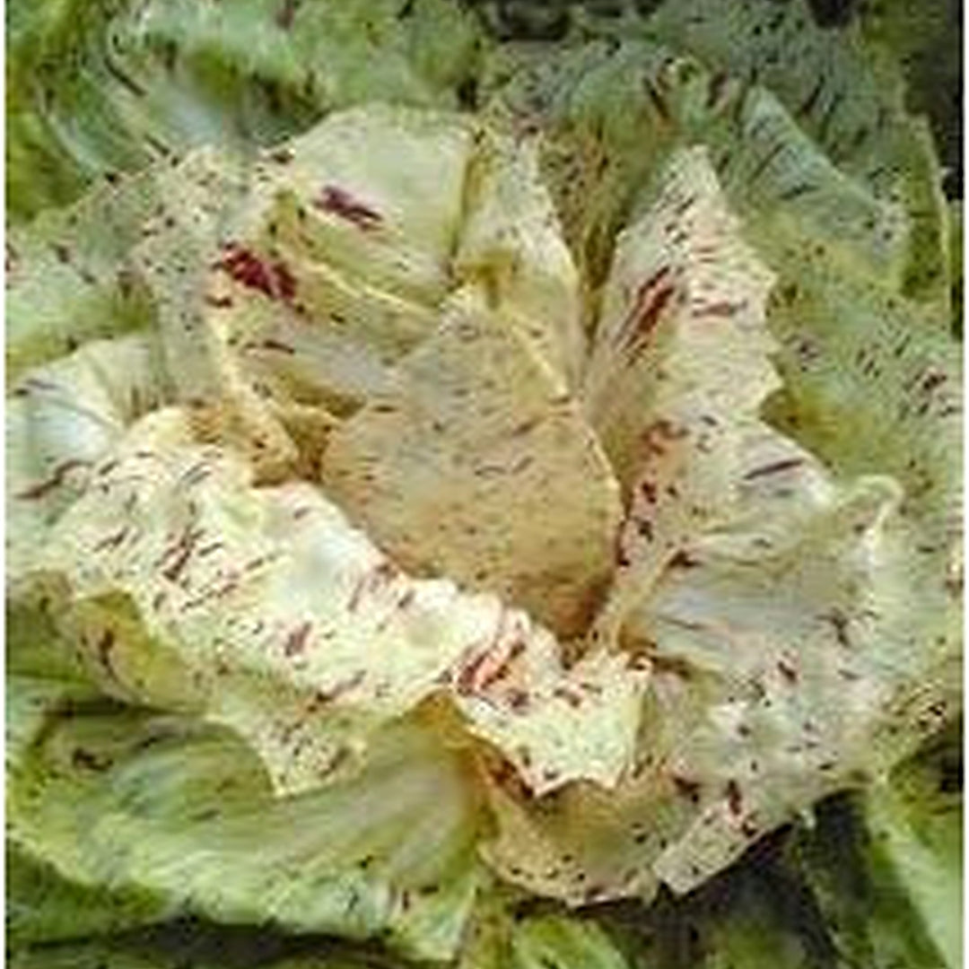 Castelfranco Radicchio Seeds for Planting [neera-v5-d6371fd8637f6aa4bf5b]
