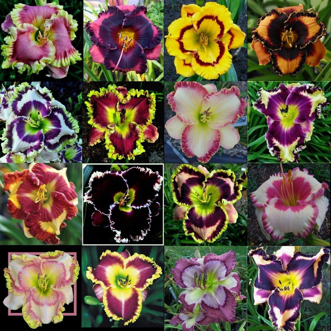 Daylily Hemerocallis Spp Taglilie Flower For Planting In Home Garden Or Backyard Lscaping Flower [neera-v5-d63a7b9ed6829f34c6e8]