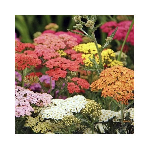 Yarrow Colorado Mix Planting Perennial Wildflower Xeriscaping Non Gmo Usa Heirloom Flower Seeds [neera-v5-d642f149fa14db7fef38]