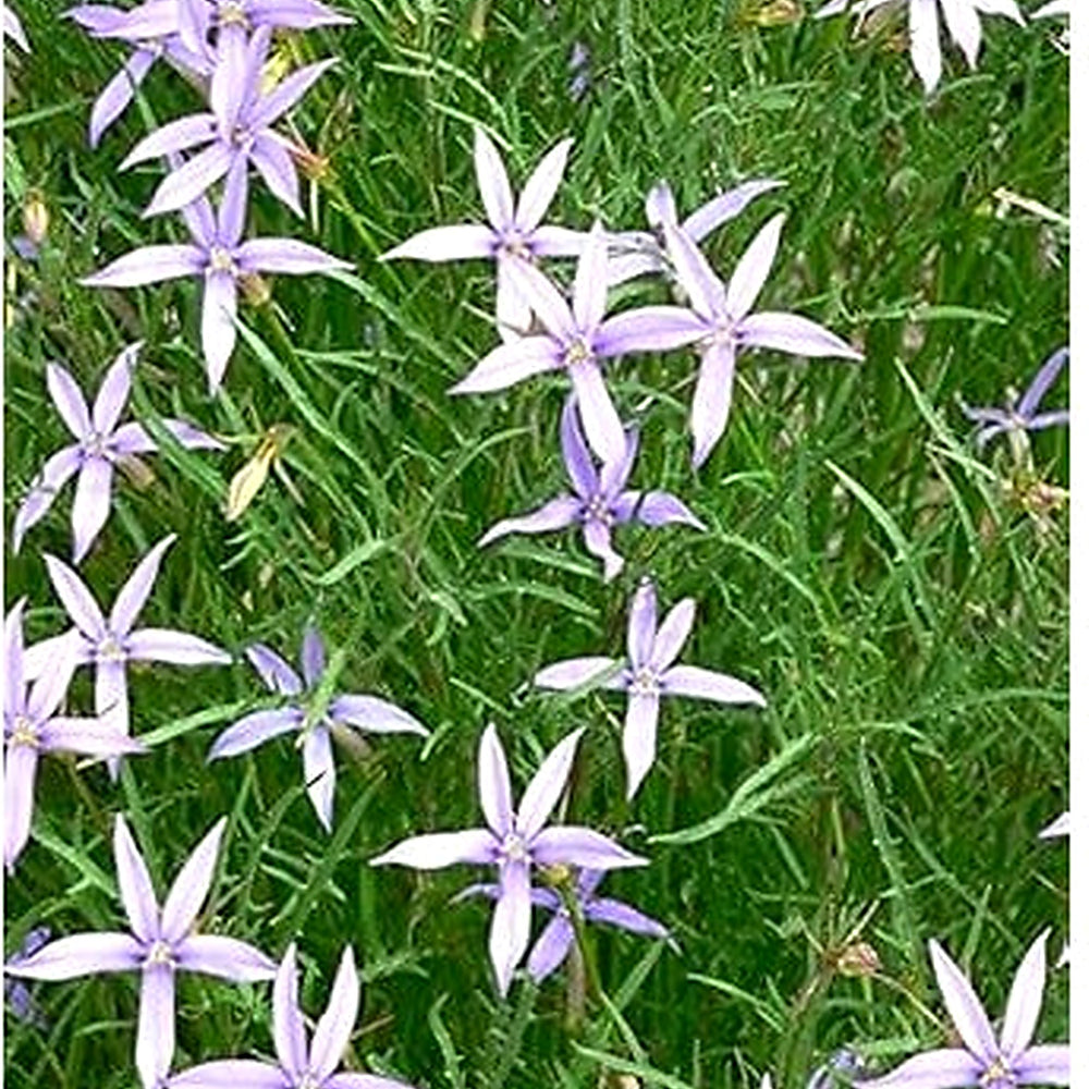 Violet Isotoma Axillaris Flower Seeds for Planting [neera-v5-d6453654b9d023b1021e]