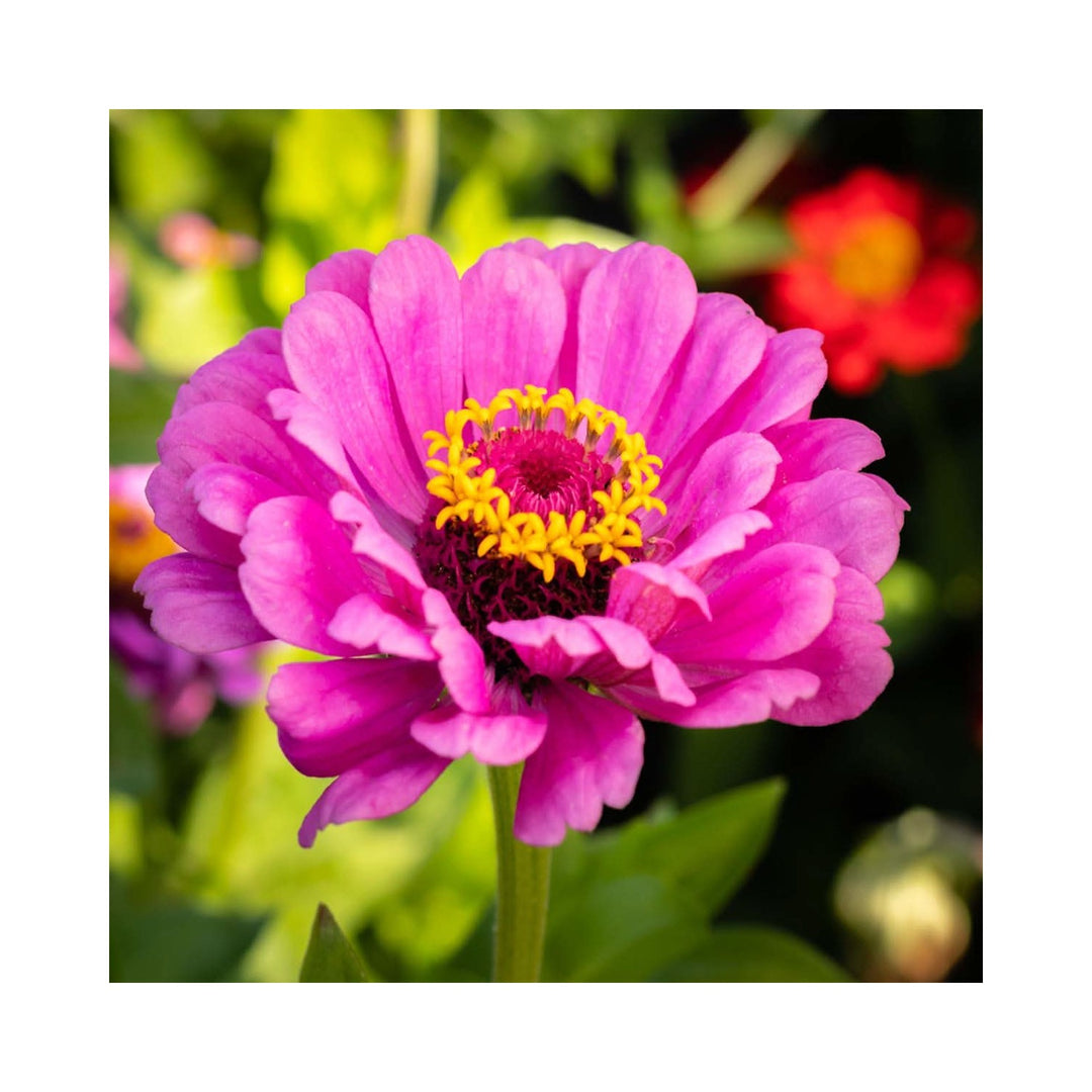 Zinnia Elegans Dreams Of Flowers Plant Flower Seeds for Home Garden Planting, Fragrant Organic [neera-v5-d648562f7350ae534ab2]