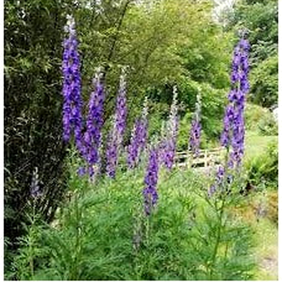 Blue Aconitum Flower Seeds for Planting [neera-v5-d65e22f4c810f4f56436]