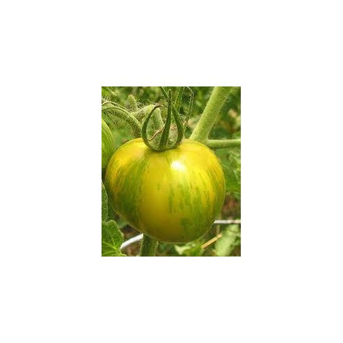 Green Zebra Tomato Seeds for Planting [neera-v5-d65ece464f53bcca10b1]