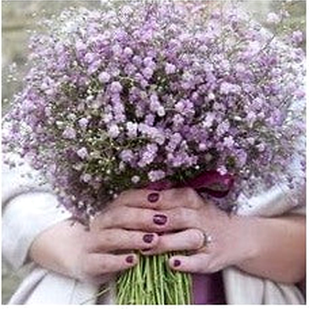 Gypsophila Flores Violet White Seeds [neera-v5-d663b8b7dcf92f1477e9]