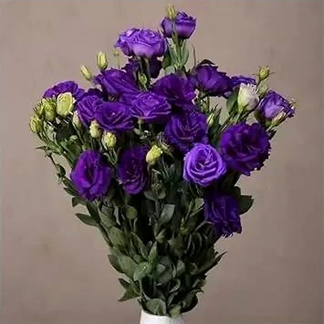 Blue Deep Eustoma Lisianthus Flower For Planting Heirloom Non Gmo Easy To Grow Flower Seeds for [neera-v5-d6660180f1f1318dbb38]