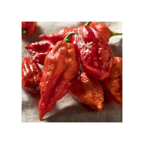 Bhut Jolokia Pepper Vegetable Seeds for Planting [neera-v5-d66bb3dc560284c7f71f]