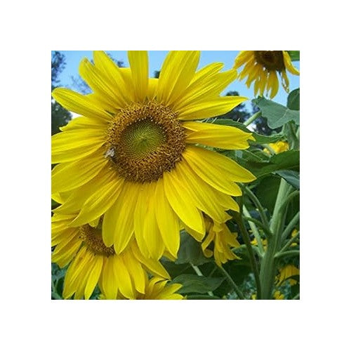 Yellow Sunflower Heirloom Non-GMO Seeds for Planting [neera-v5-d67282cc9f166d5472e8]