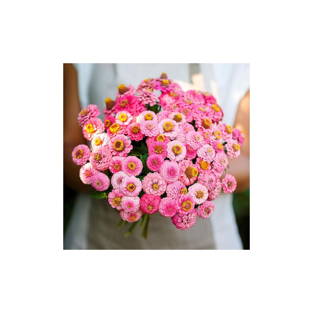 Zinnia Bon Bon Mix Flower Seeds for Home Garden Planting, Landscape Organic Blooming Collection [neera-v5-d6778a396d19f9f62078]