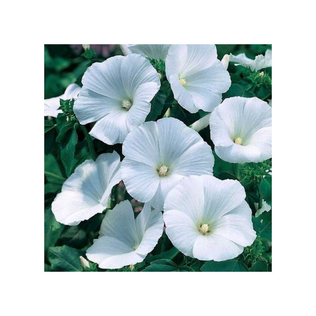 White Organic Pansy Flower Planting Heirloom Non Gmo Garden Flower Seeds Home Garden [neera-v5-d67ebadd3feb2d4c7cb7]