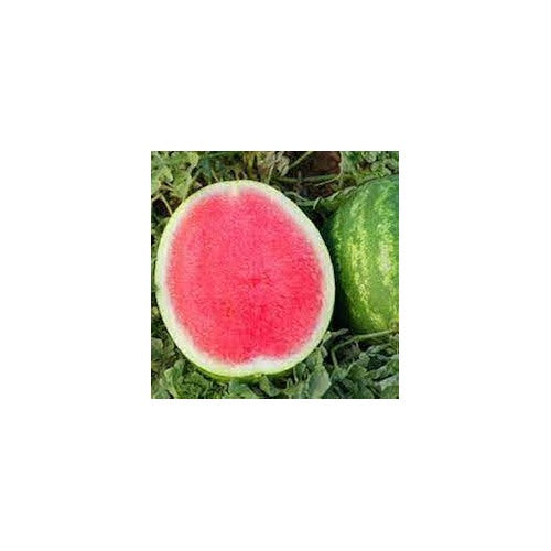 Seedless Watermelon Fruit Seeds for Planting [neera-v5-d67f3f2ec342940cb324]