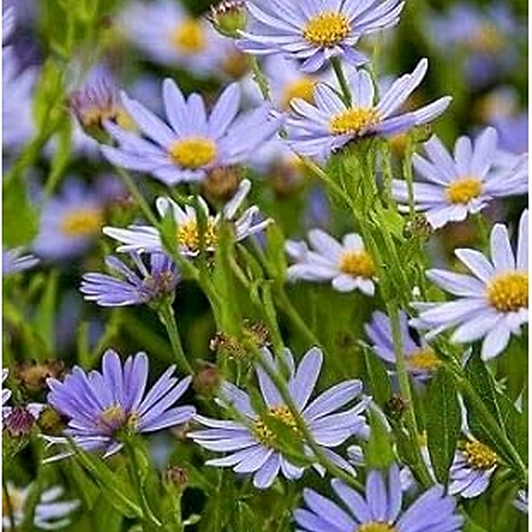 Heirloom Kalimeris Indica Flower Seeds [neera-v5-d68b02cec9abca66b4ee]