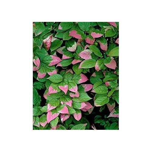 Actinidia Kolomikta Seeds [neera-v5-d694c02c5f649a5e973d]