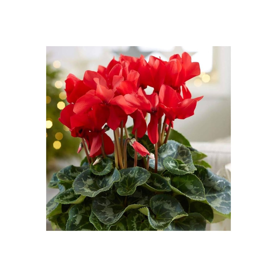 Heirloom Non Gmo Burgundy Cyclamen Flower Rich Colored Winter Blooms Garden Planting Flower [neera-v5-d69733260c0f42143d63]