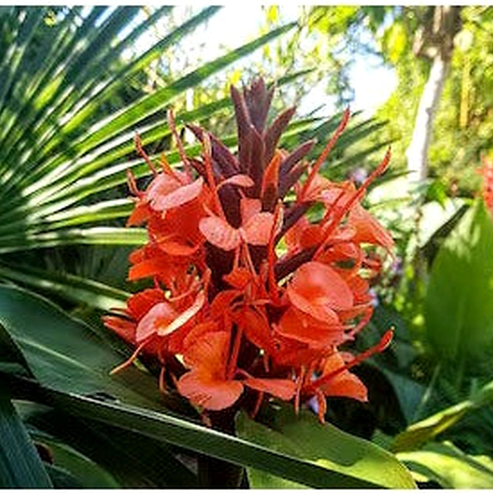 Red Ginger Lily Seeds (Hedychium rubrum) [neera-v5-d6a3718a0afb19a47e0b]