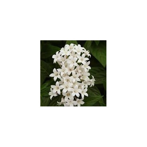 Heirloom Non-GMO Pelleted Flower Seeds for Planting [neera-v5-d6acbdbcd0758315ffce]