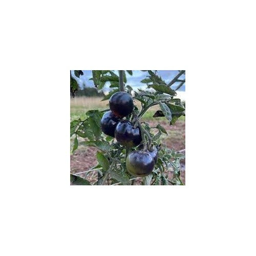 Tomato Seeds for Planting [neera-v5-d6c402006e834b8edeea]