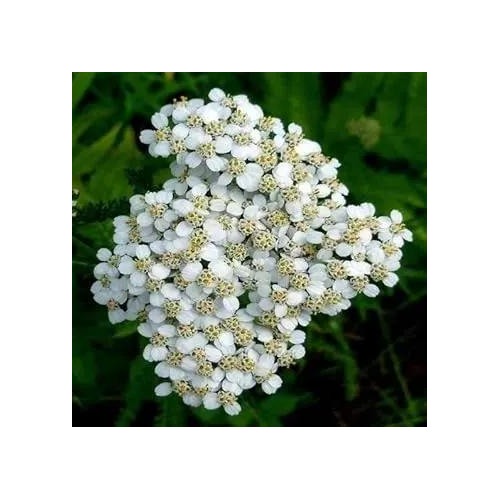 White Yarrow Flower For Garden Non Gmo Flower Seeds for Home Garden Planting, Decorative Organic [neera-v5-d6c9bb8953d22af833d1]