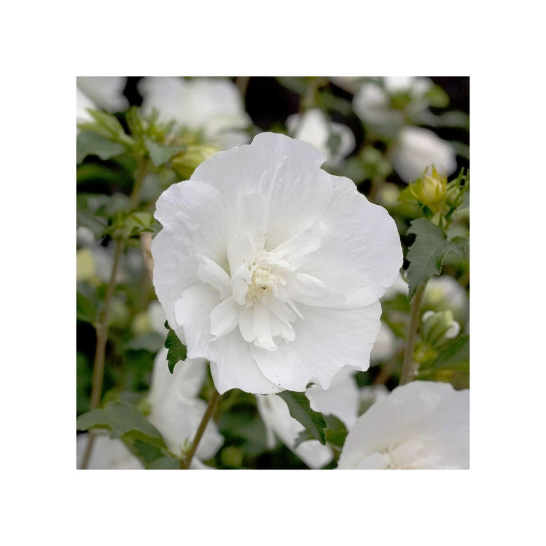 Sharon Flower For Planting Heirloom Non Gmo Flower Seeds for Home Garden Planting, Landscape [neera-v5-d6d6ab006883388e30b8]