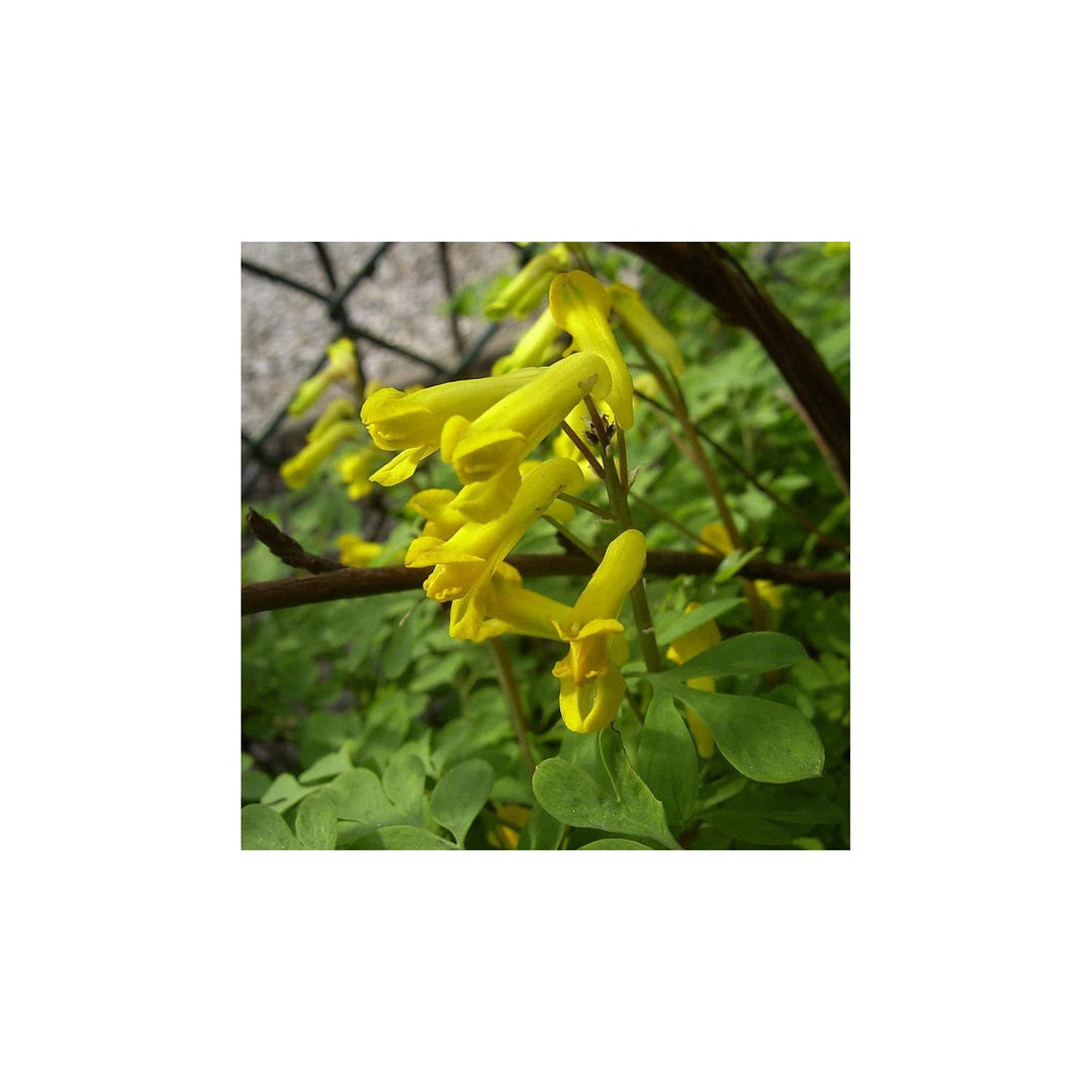 Yellow Heirloom Non Gmo Corydalis Flower Shade Loving Perennial Garden Planting Flower Seeds [neera-v5-d6dbc11b02b208a78c5a]
