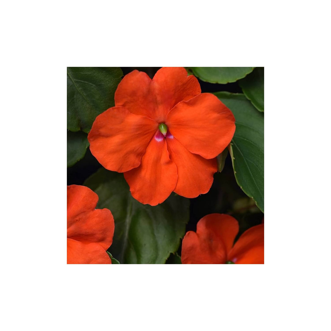 Orange Impatiens Flower For Planting Flower Seeds for Home Garden Planting, Blooming Organic [neera-v5-d6f151446a56f8ae4c15]